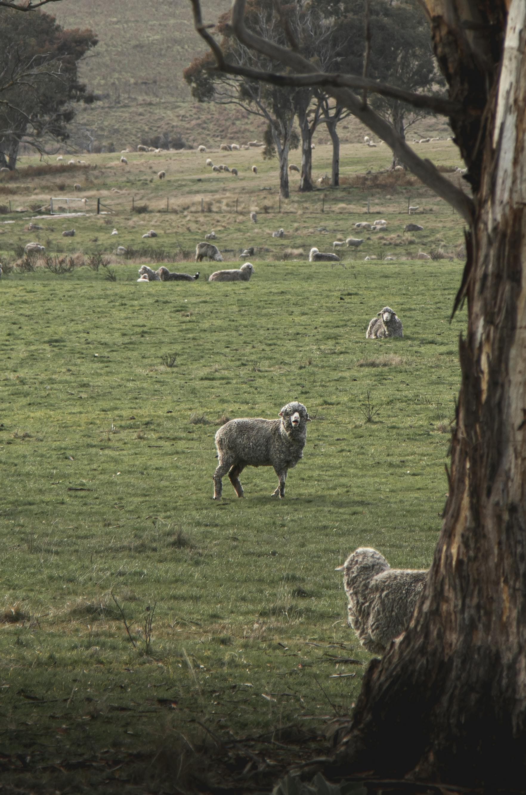 Environmental Studies in Australia